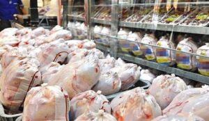 خروج غیر قانونی مرغ زنده عامل کمبود گوشت مرغ است