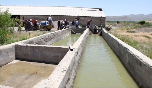 رهاسازی بیش از ۱۰۰ هزار بچه ماهی در استخرهای ذخیره آب کشاورزی استان