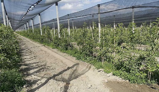 اجرای طرح سایبان باغات در باغات سیب ارومیه و مهاباد