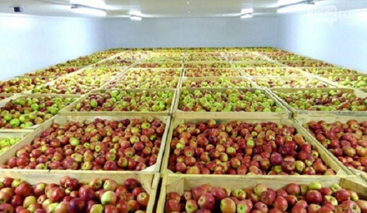 کمتر از ۵۰ هزار تن سیب در سردخانه‌های استان باقی مانده است