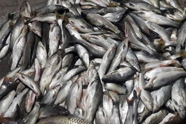 کشف بیش از 9 هزار قطعه ماهی غیرمجاز در خوی
