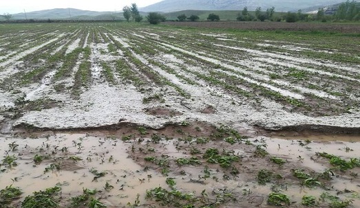 خسارت 5 هزار میلیارد ریالی حوادث غیر مترقبه به محصولات کشاورزی استان