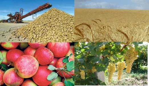 بیش از 6 میلیون تن محصولات کشاورزی سالانه در استان تولید می شود