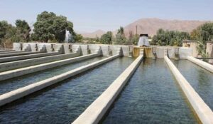 آذربایجان غربی پیشرو در پرورش انواع آبزیان