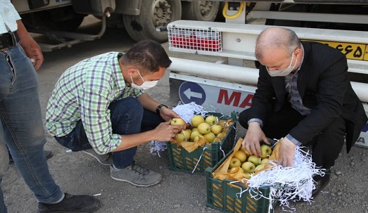 بازدید از روند صادرات سیب درختی از گمرک شهرستان ارومیه + فیلم