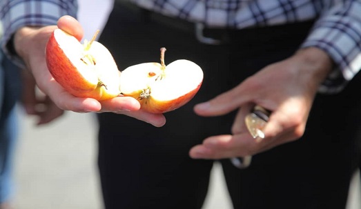 بازدید از روند صادرات سیب درختی از گمرک شهرستان ارومیه + فیلم