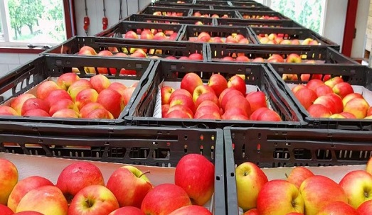 هیچ مشکلی بابت صادرات سیب از آذربایجان‌غربی وجود ندارد