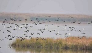 مهاجرت 50 گونه از پرندگان مهاجر به تالاب‌های چالدران